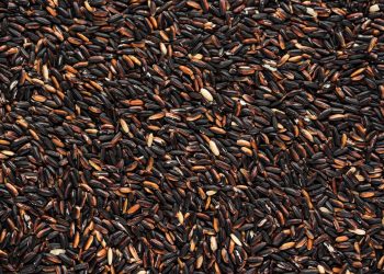 grains of black venere rice, rich in flavonoids