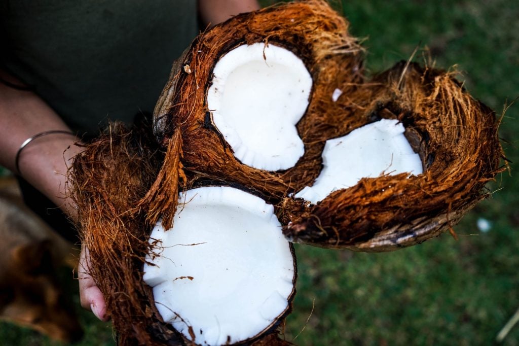 hand holds split ripe coconuts