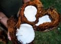 mano regge delle noci di cocco mature spaccate