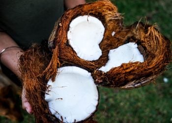 hand holds split ripe coconuts