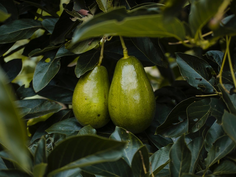frutto di avocado sull'albero
