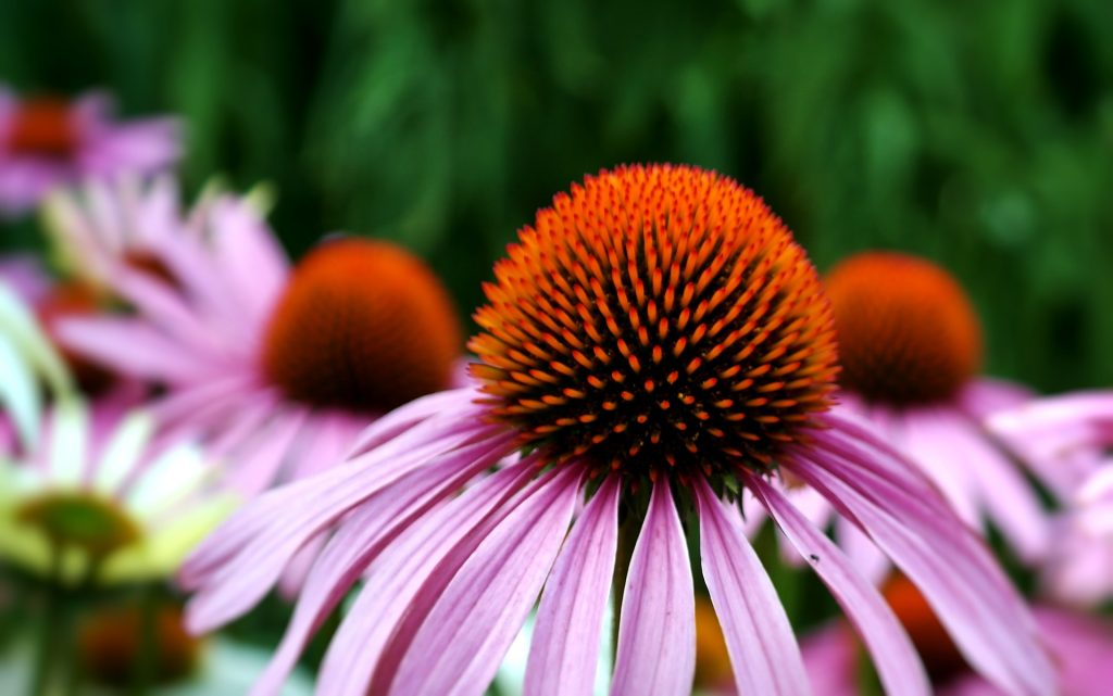 Echinacea benefits, uses, side effects and dosage CrossMAG