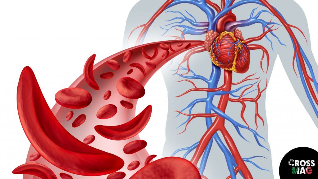 Adattamento Cardiaco e Polmonare